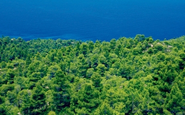 Δάση